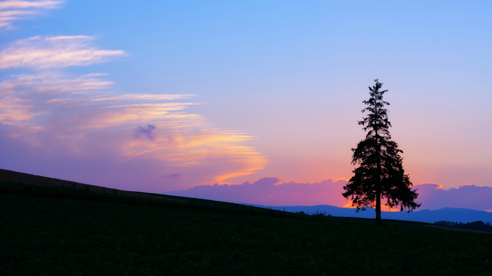 Одинокая ель на закате