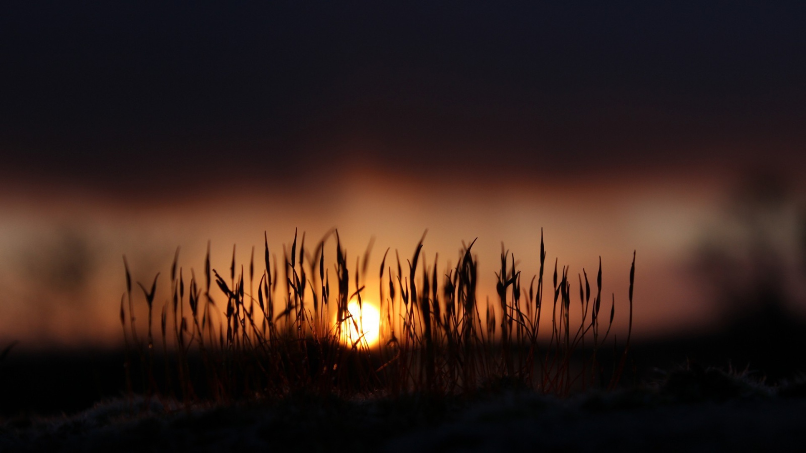 Сухие стебли травы на фоне закатного солнца