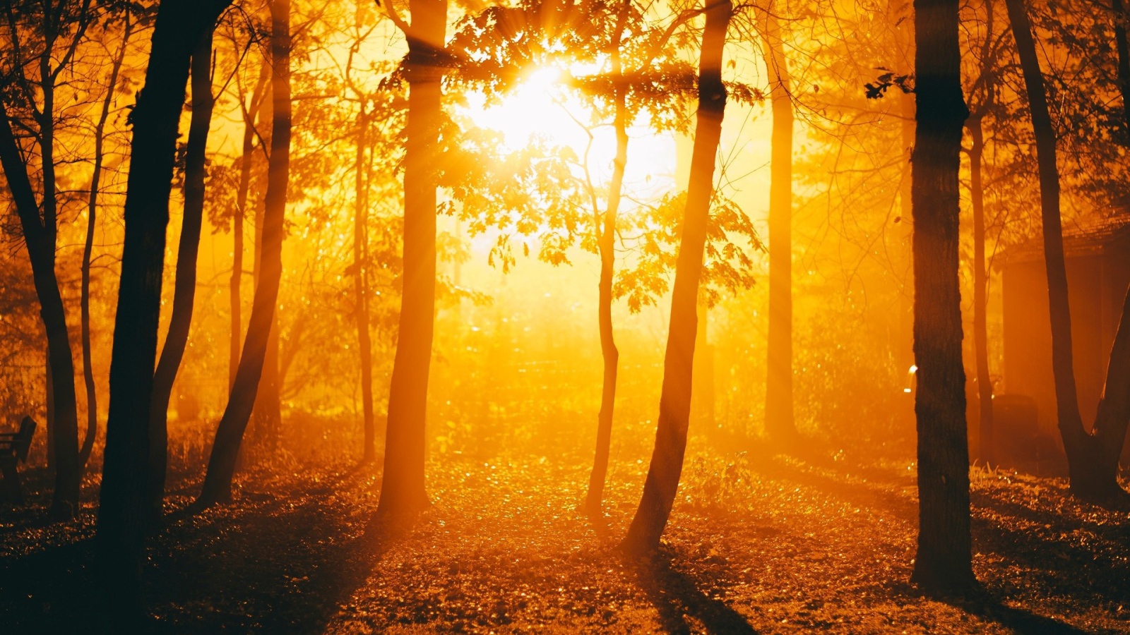 Огненный закат в осеннем лесу