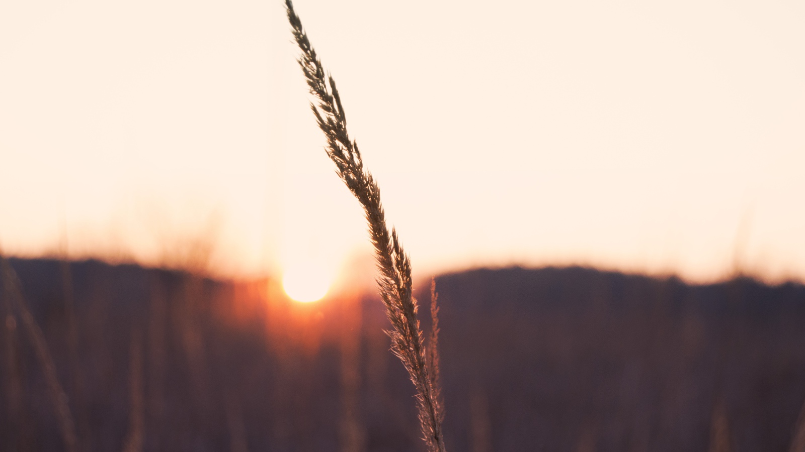 Одинокий колосок на фоне заката