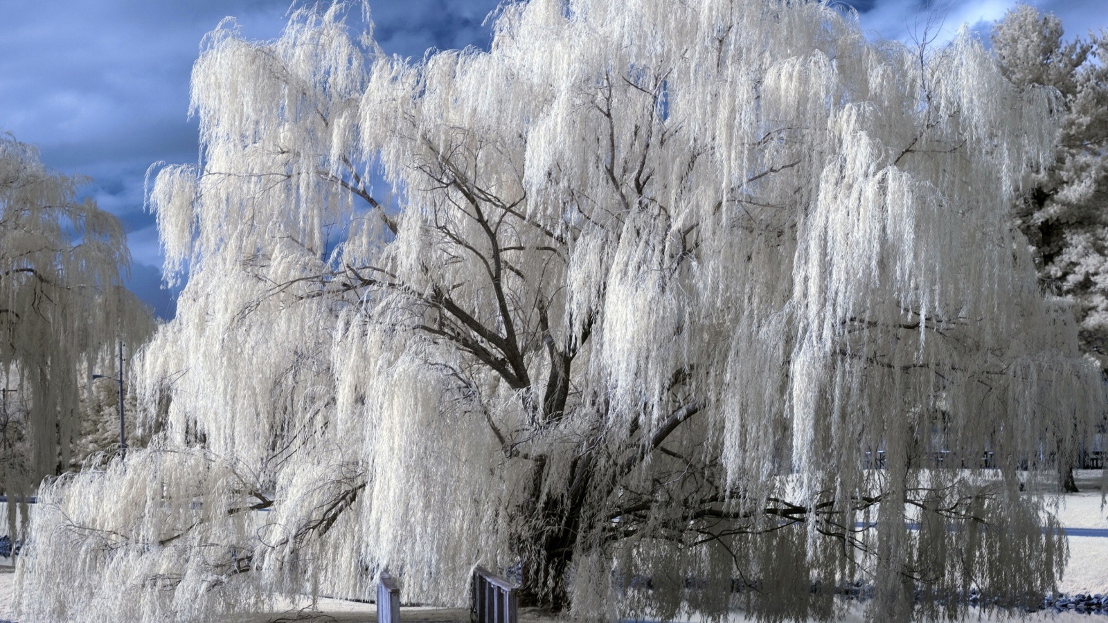 Иней покрыл все ветки вербы