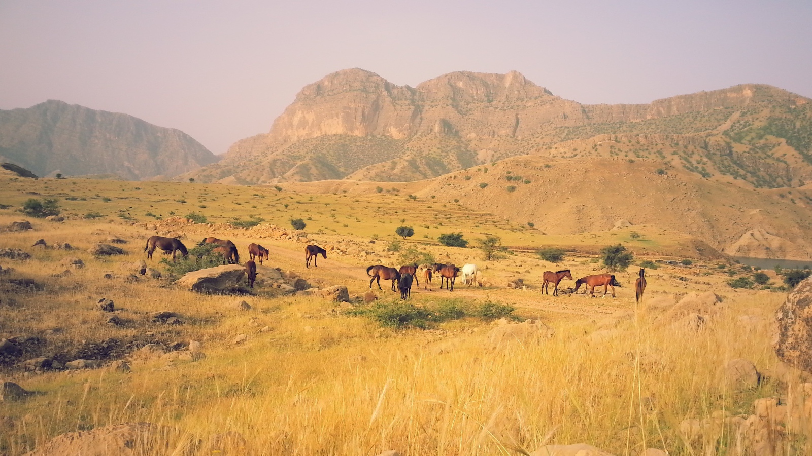 Табун лошадей в горах в Иране