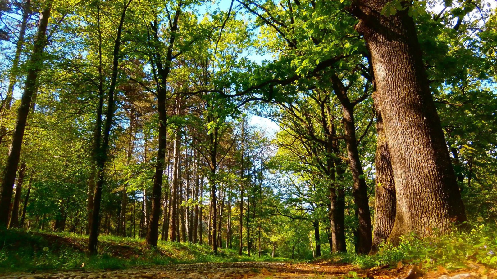 Дорога в старом лесу, Сербия