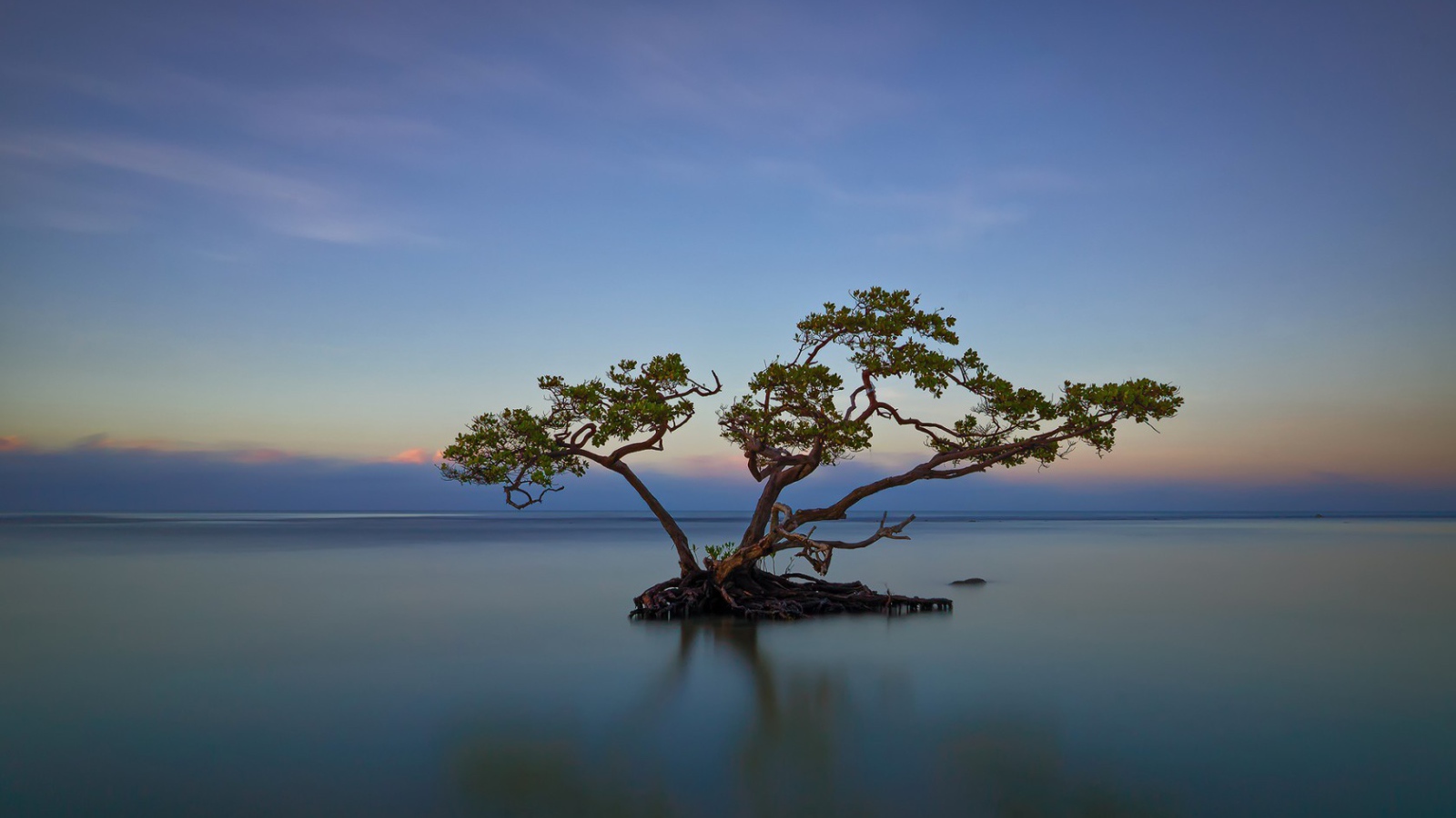 Дерево среди озера в Пуэрто-Рико