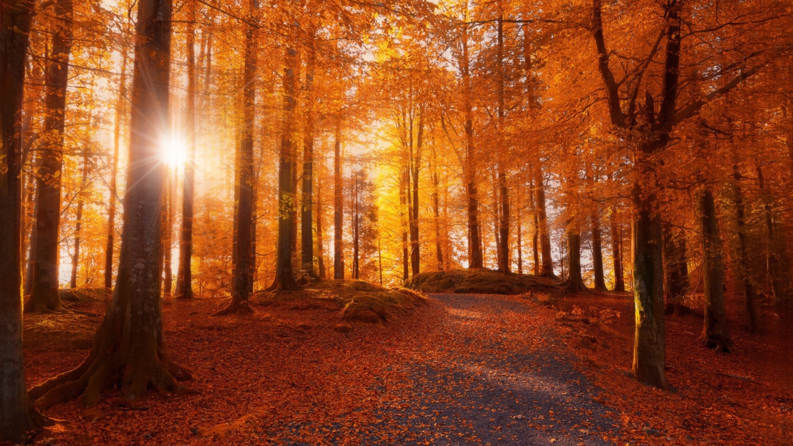 Осенний лес в Норвегии