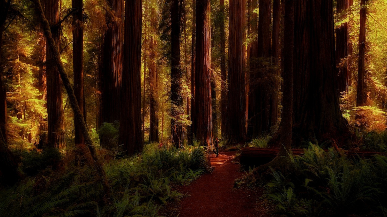 Огромные деревья в лесу, Калифорния