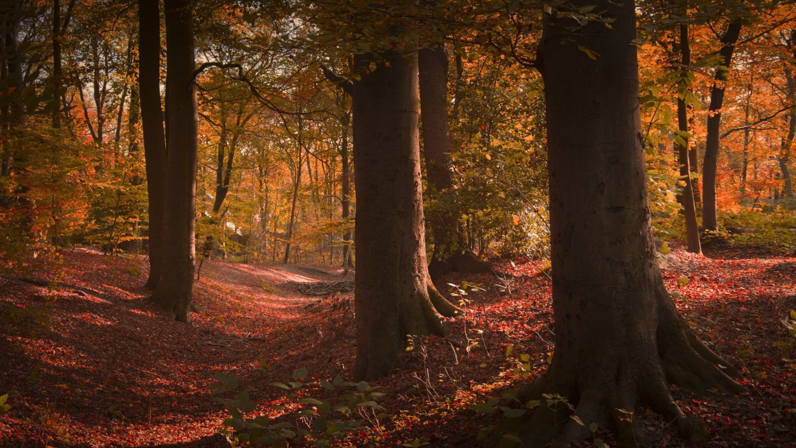 Густой лиственный лес в США