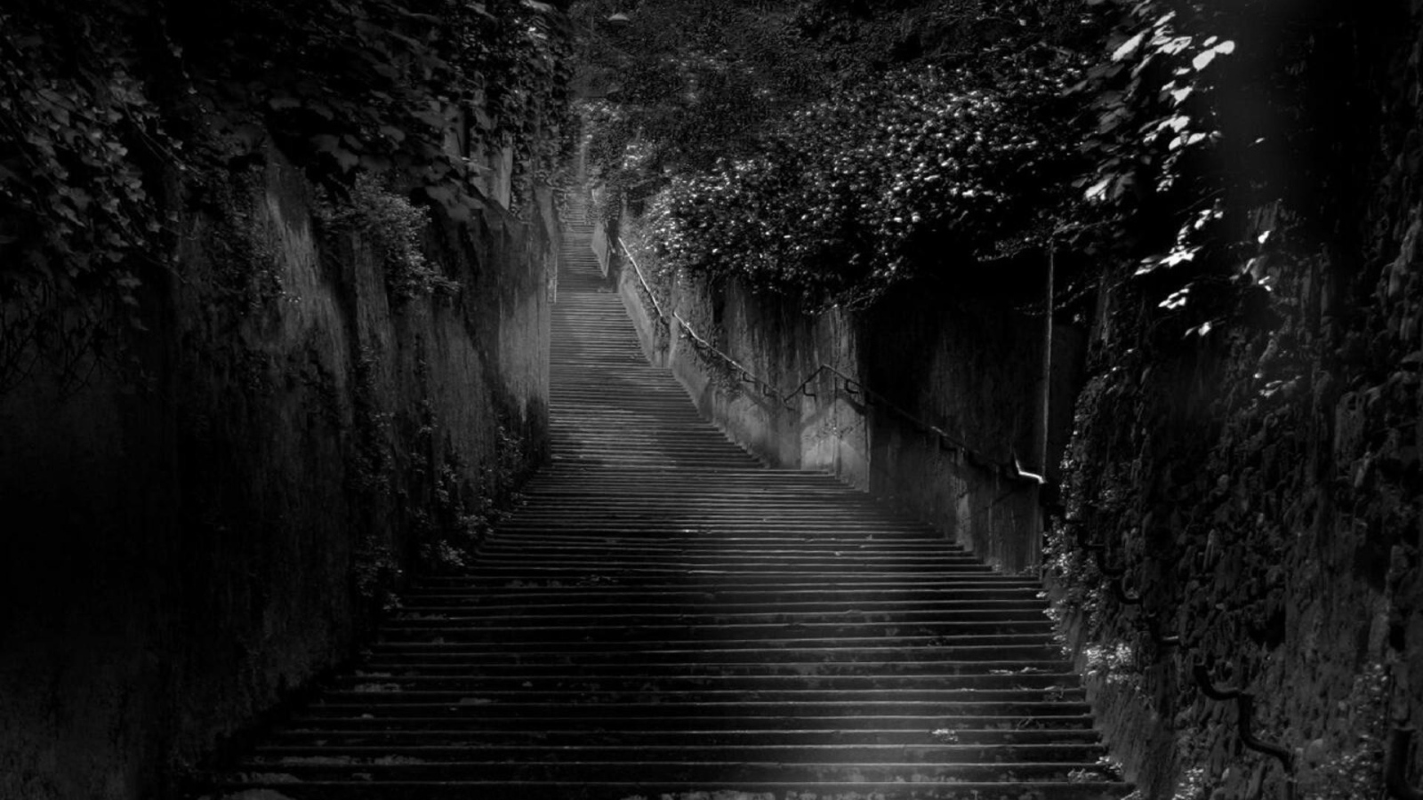 Черная лестница среди черных зарослей