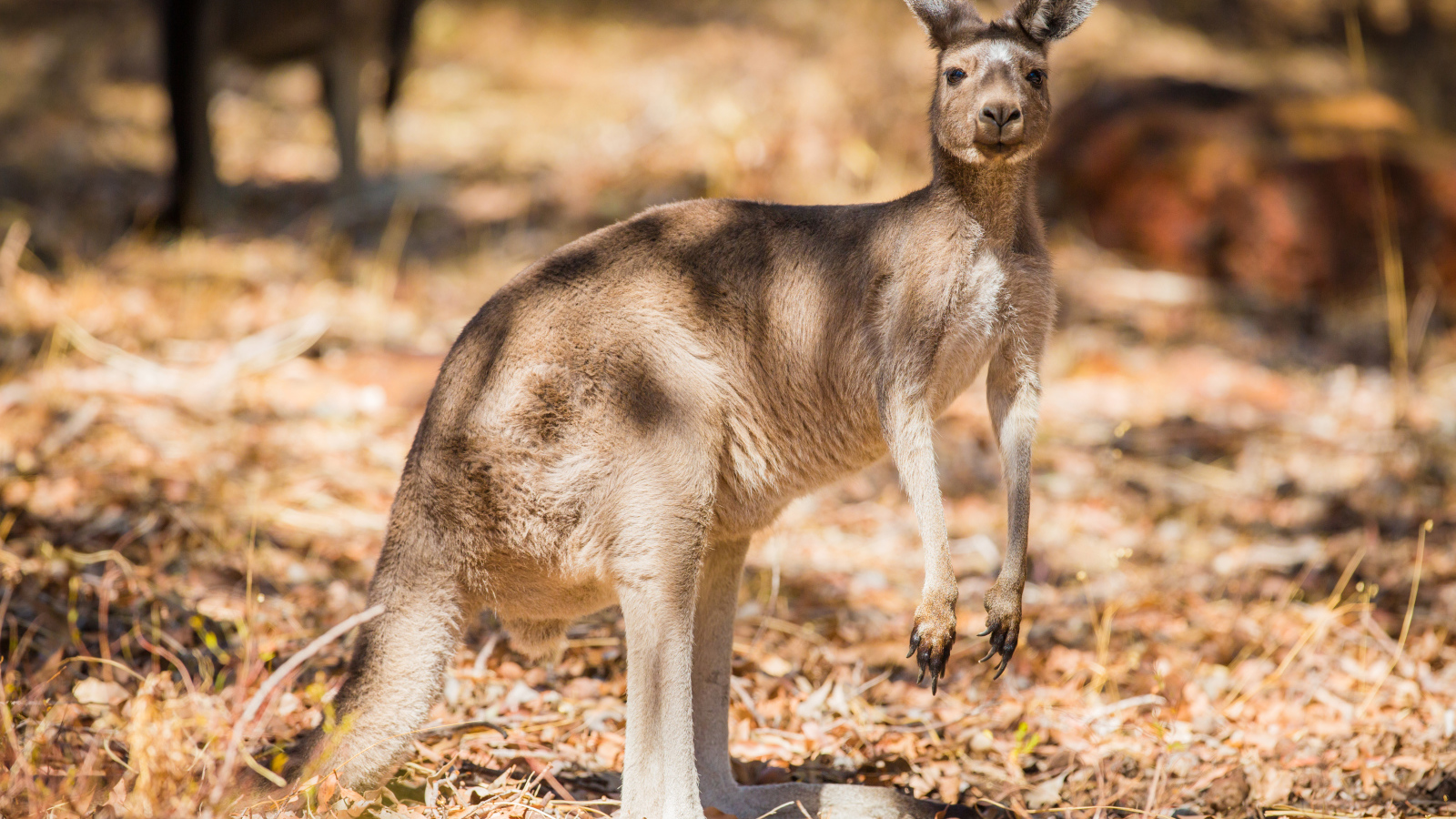 Австралийский кенгуру стоит на сухой траве