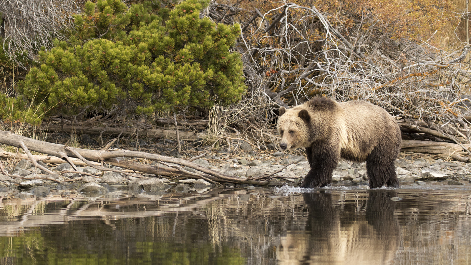 Большой бурый медведь идет по воде