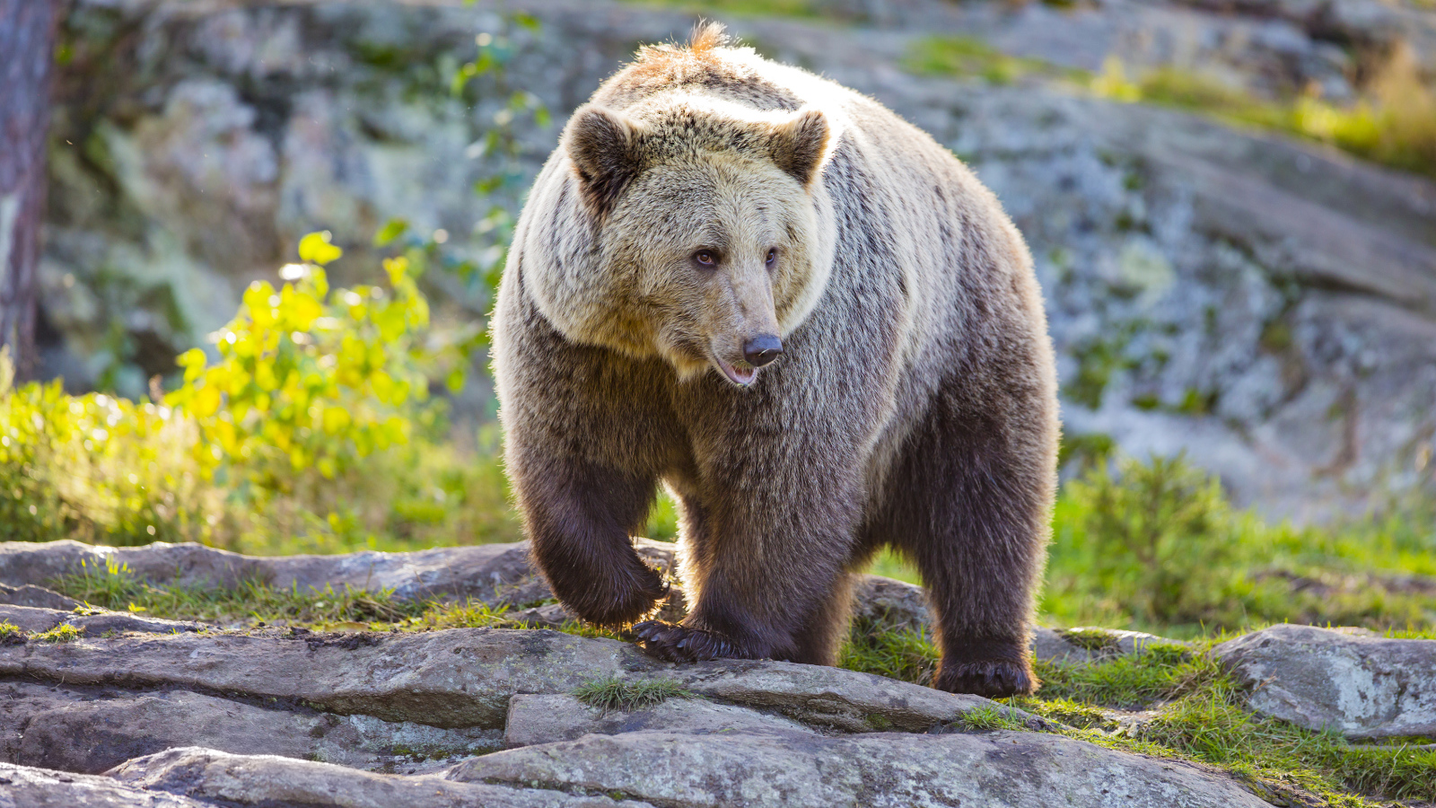 A large grizzly bear walks the rocks