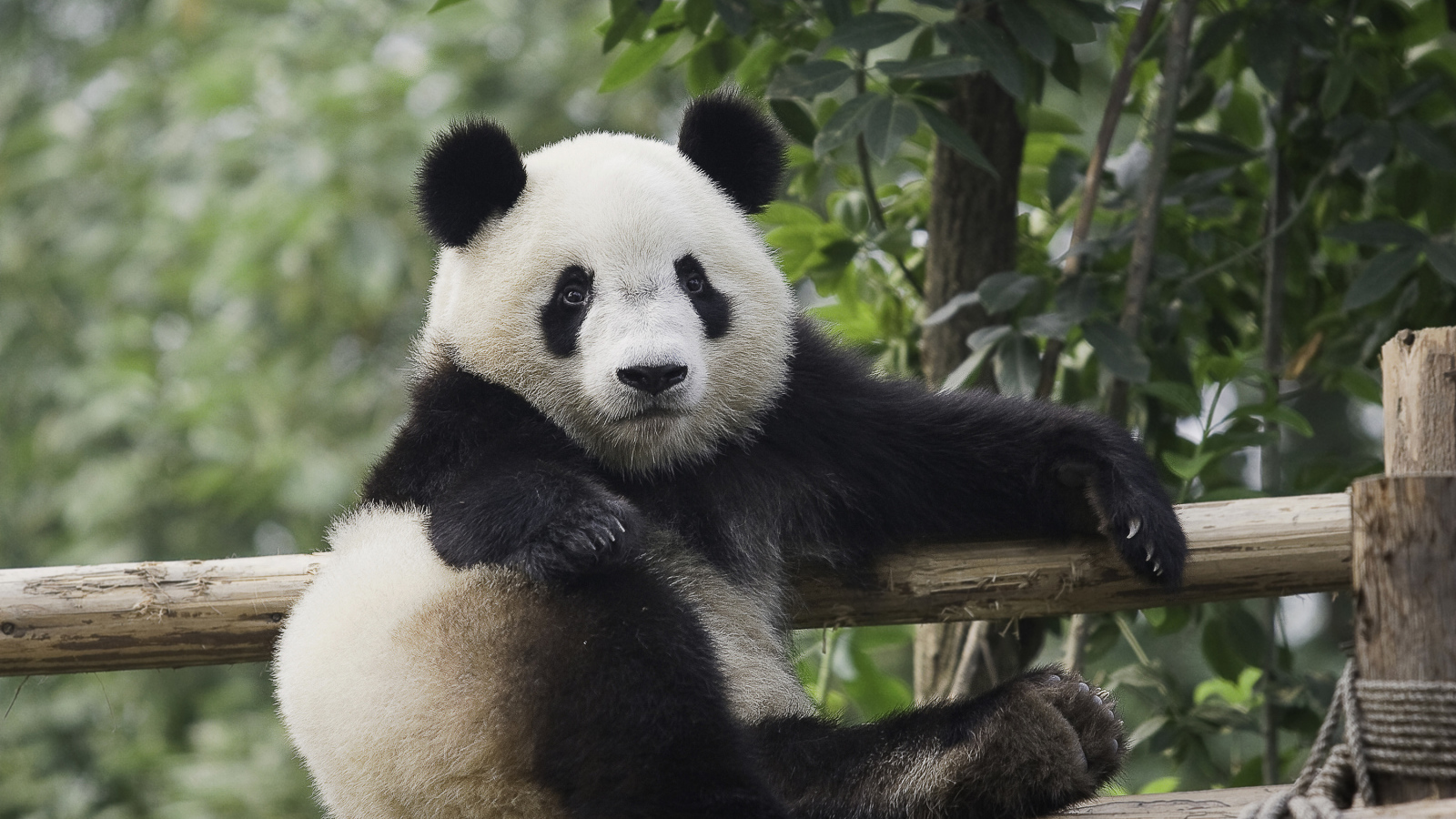 Небольшая красивая панда отдыхает 