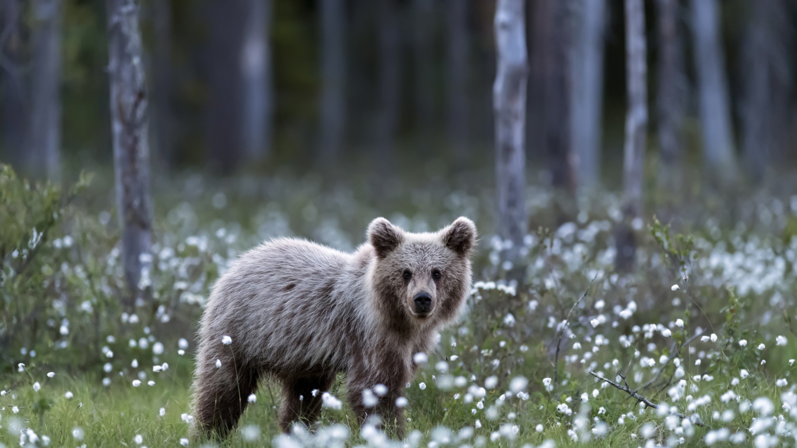 Маленький бурый медвежонок стоит на поляне с белыми цветами