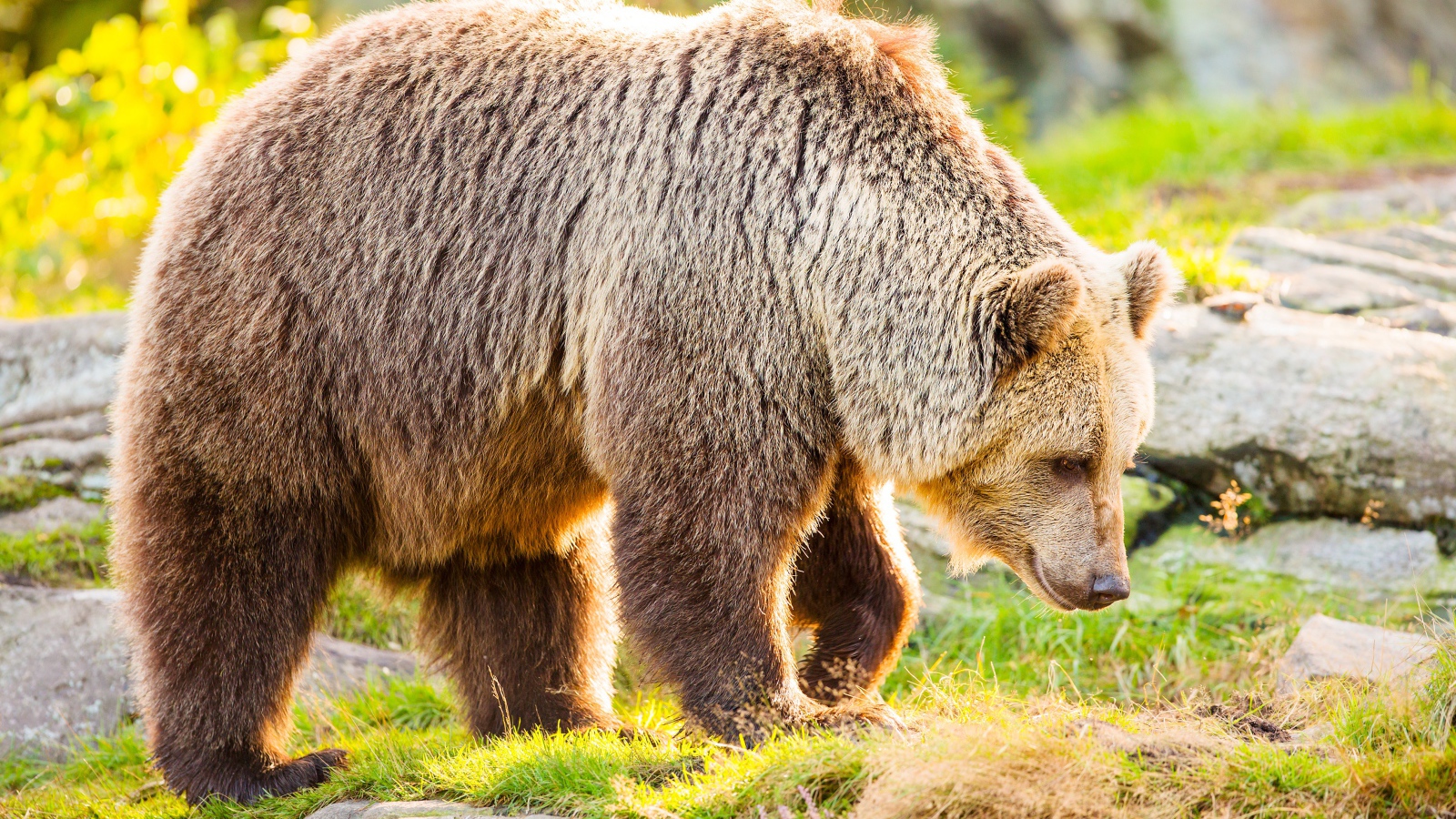 Большой бурый медведь идет по траве