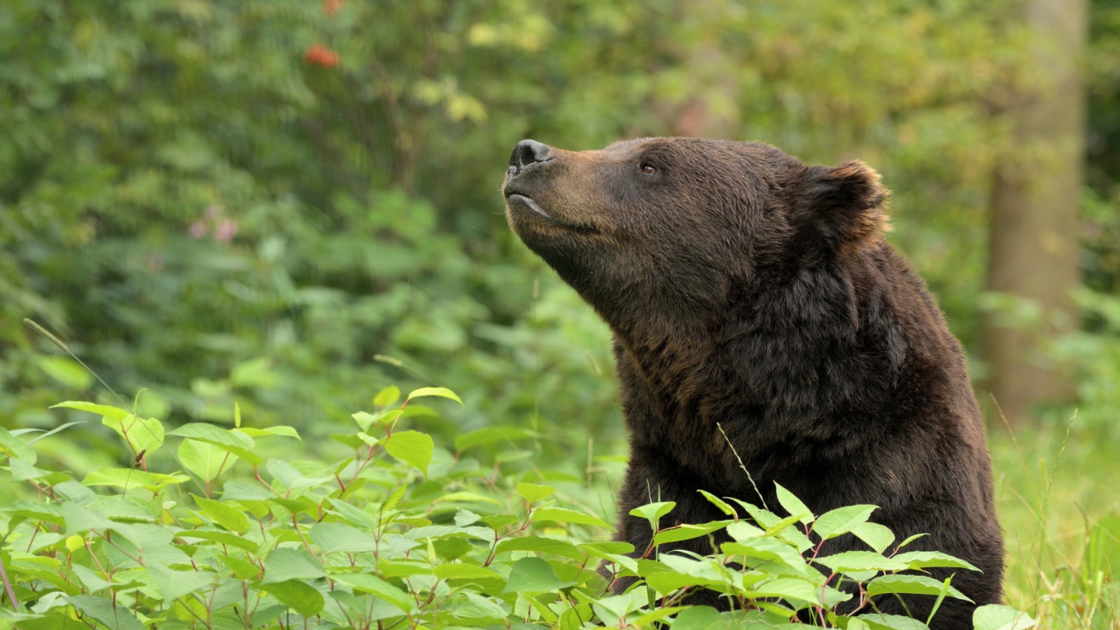 Бурый медведь сидит в зарослях в лесу