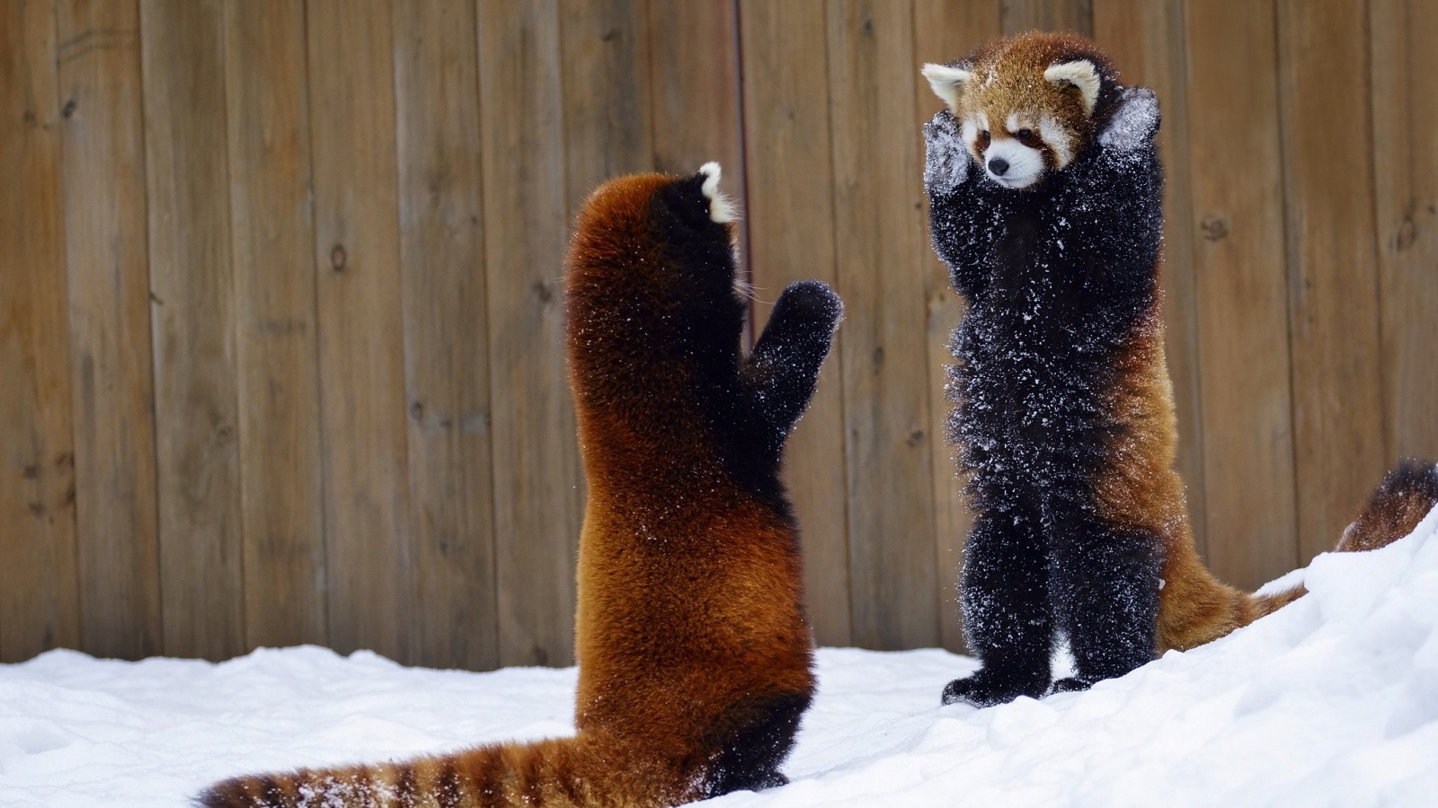Две игривые малые панды на снегу 