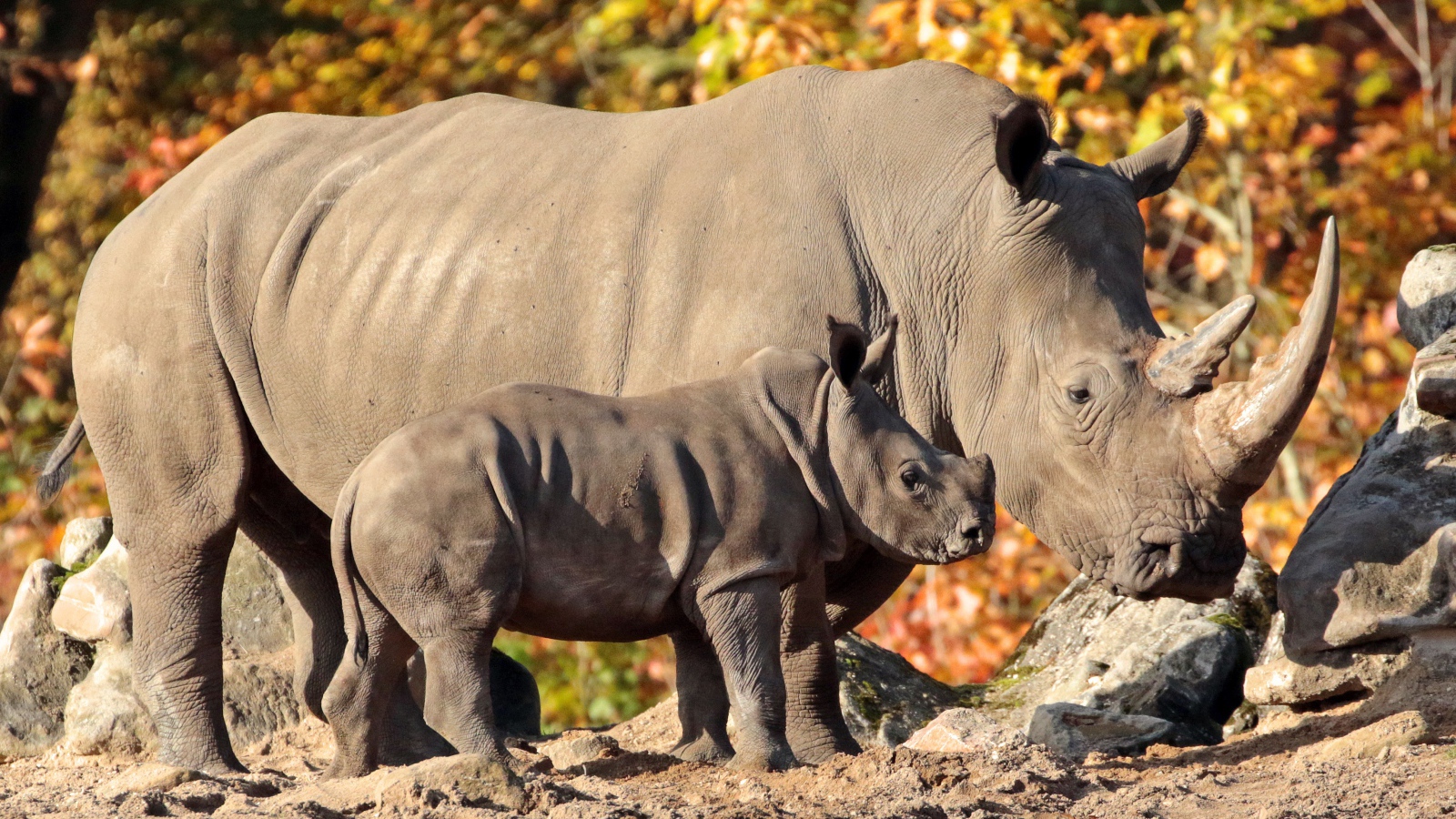 Большой носорог с маленьким детенышем