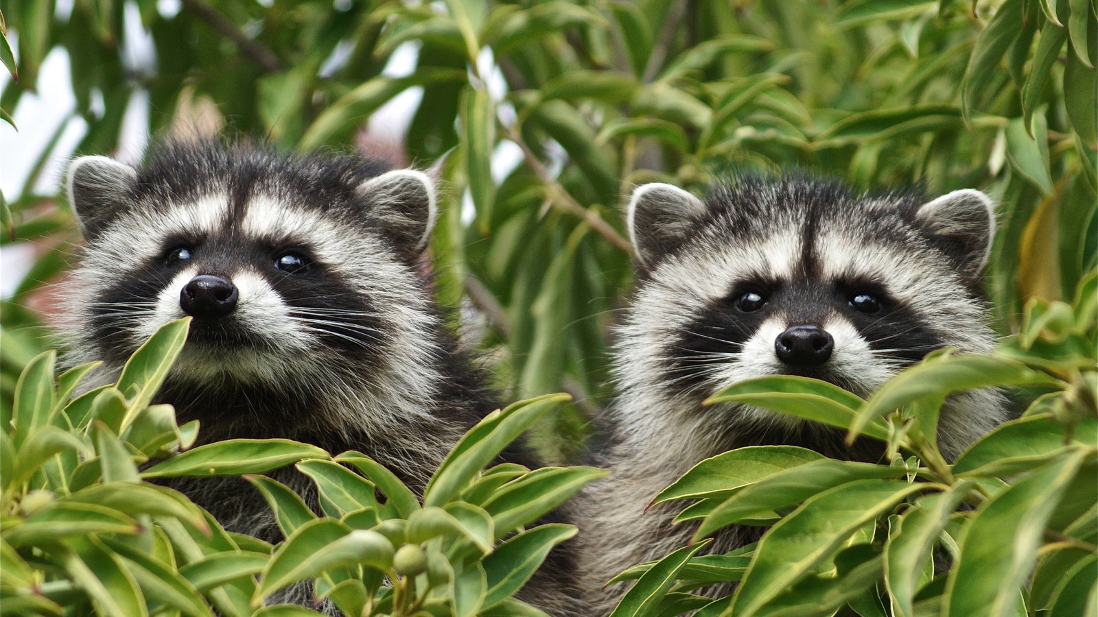 Два енота прячутся в зеленых листьях