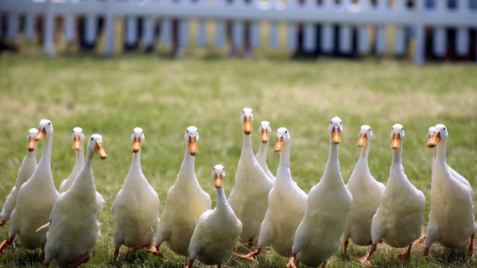 Стая домашних гусей бежит по зеленой траве
