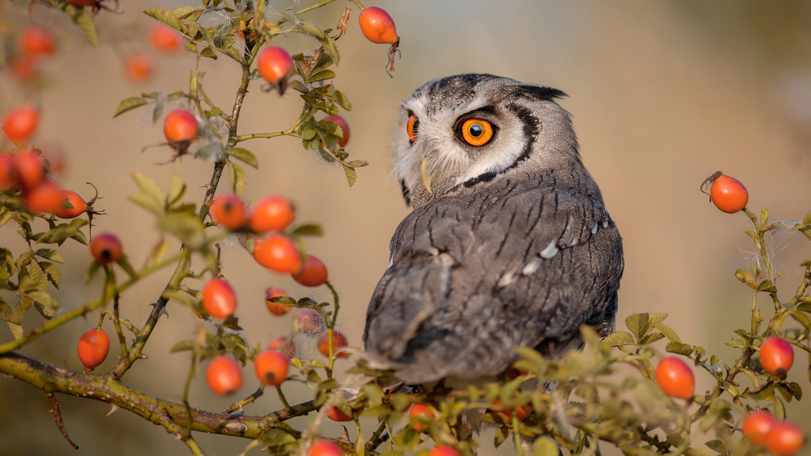 Большая сова сидит на ветке с красными ягодами шиповника