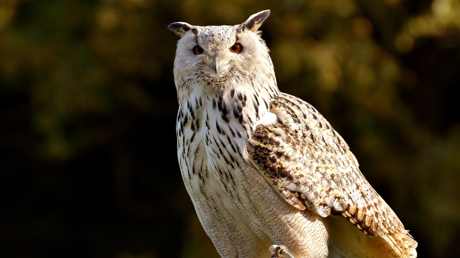 Большая белая сова сидит на ветке