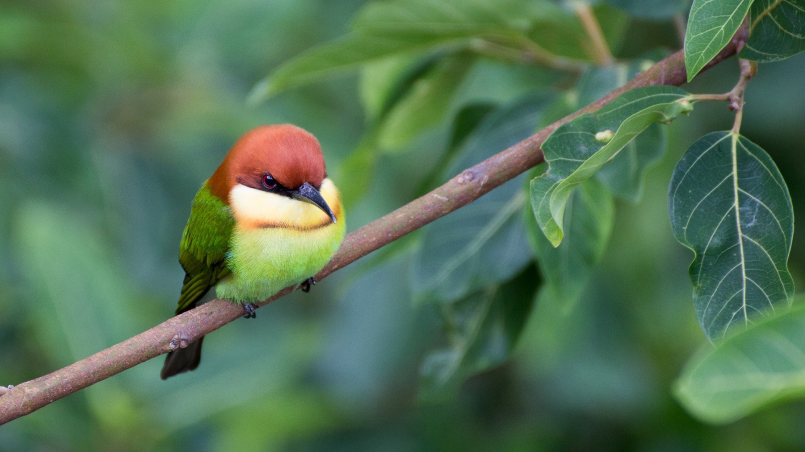 Маленькая птичка золотистая щурка сидит на ветке