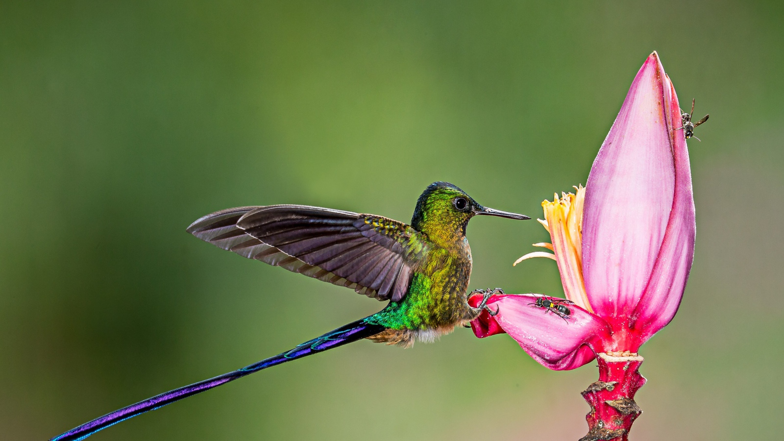 Маленькая птичка колибри на розовом цветке