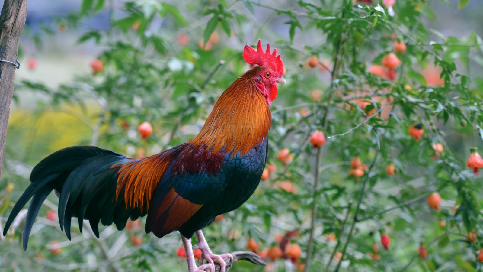 Красивый домашний петух на жердочке 