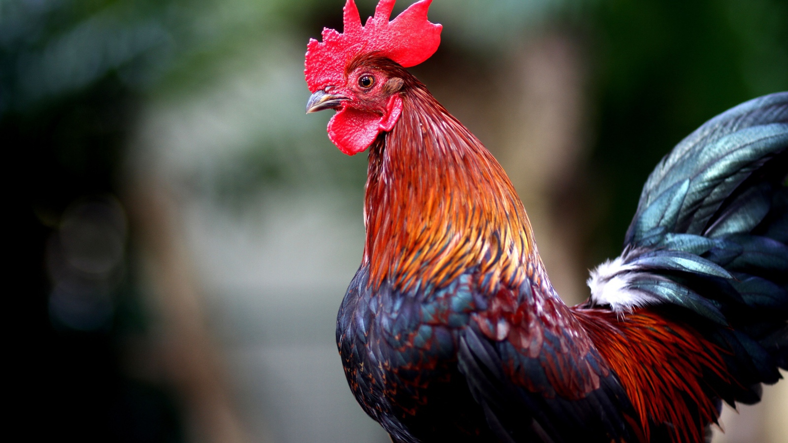 Красивый домашний петух с красным гребнем 