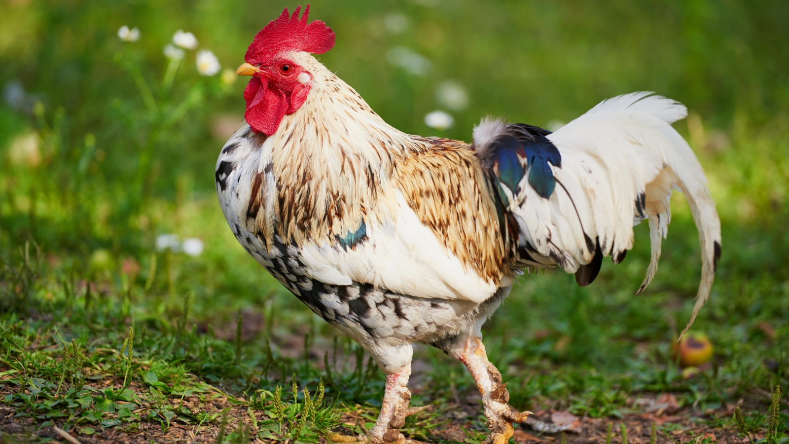 Красивый породистый петух 