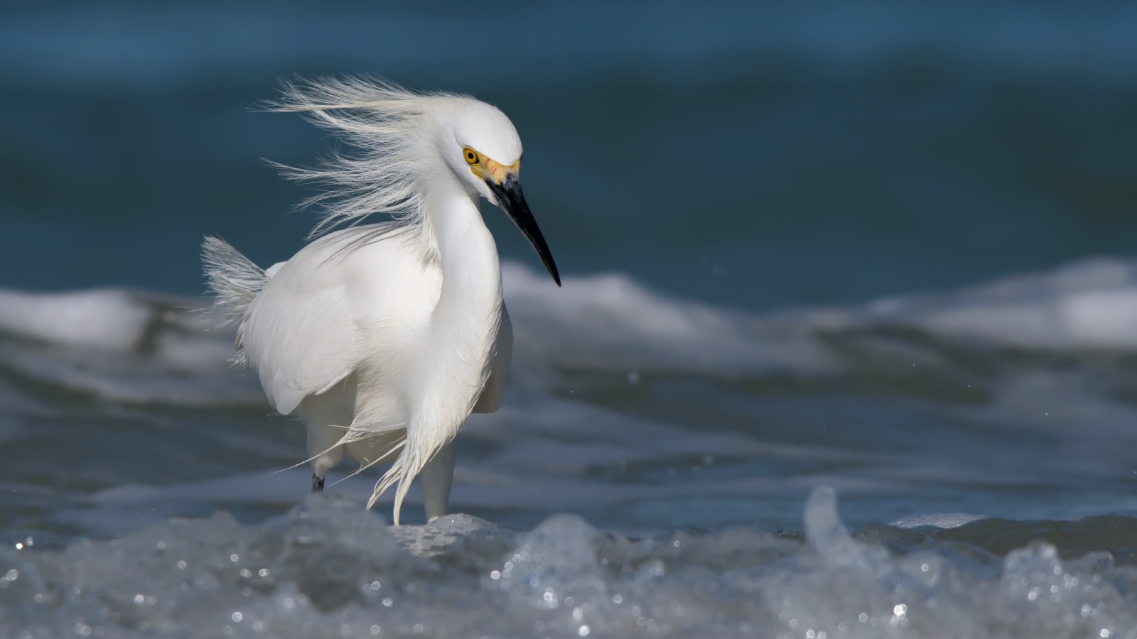 Красивая белая цапля с черным клювом в воде 