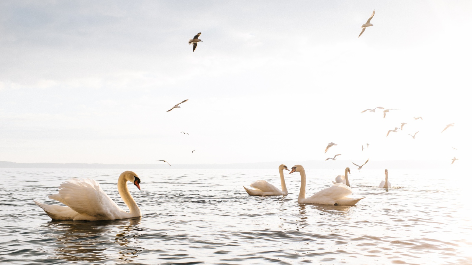 Красивые белые лебеди - шипуны плавают в озере