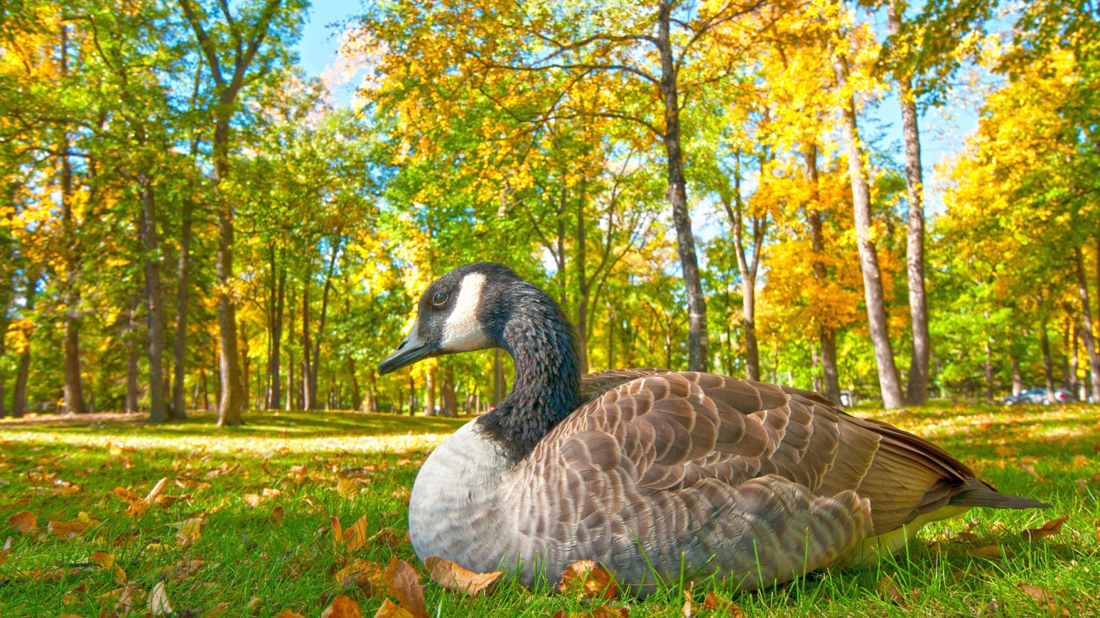 Большой гусь сидит на траве в парке осенью