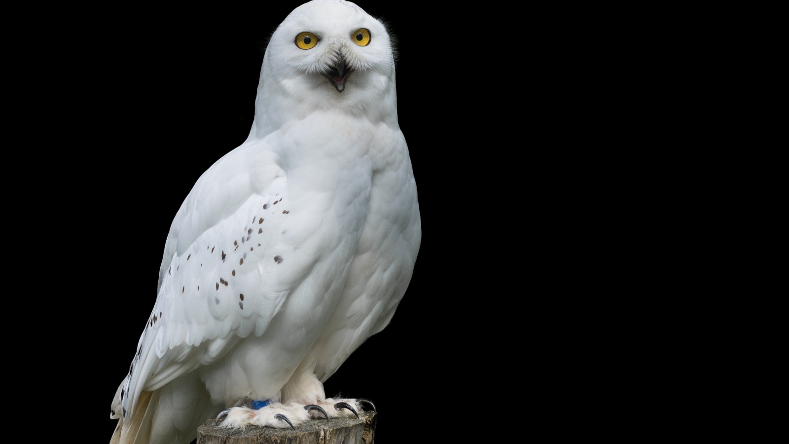 Большая снежная сова на черном фоне