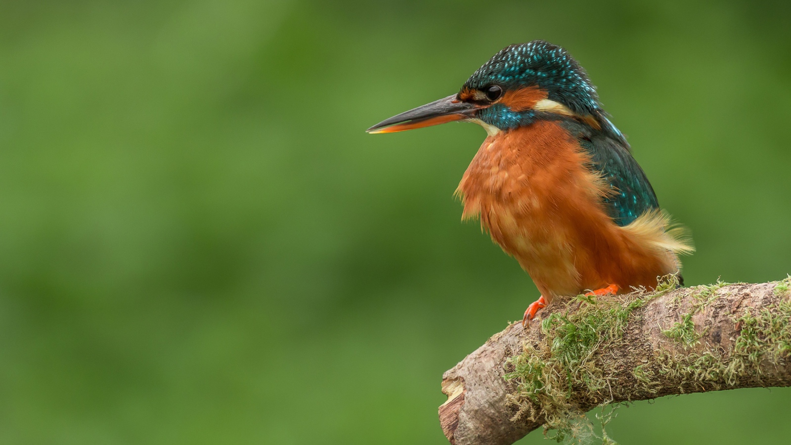 Птица зимородок сидит на ветке дерева