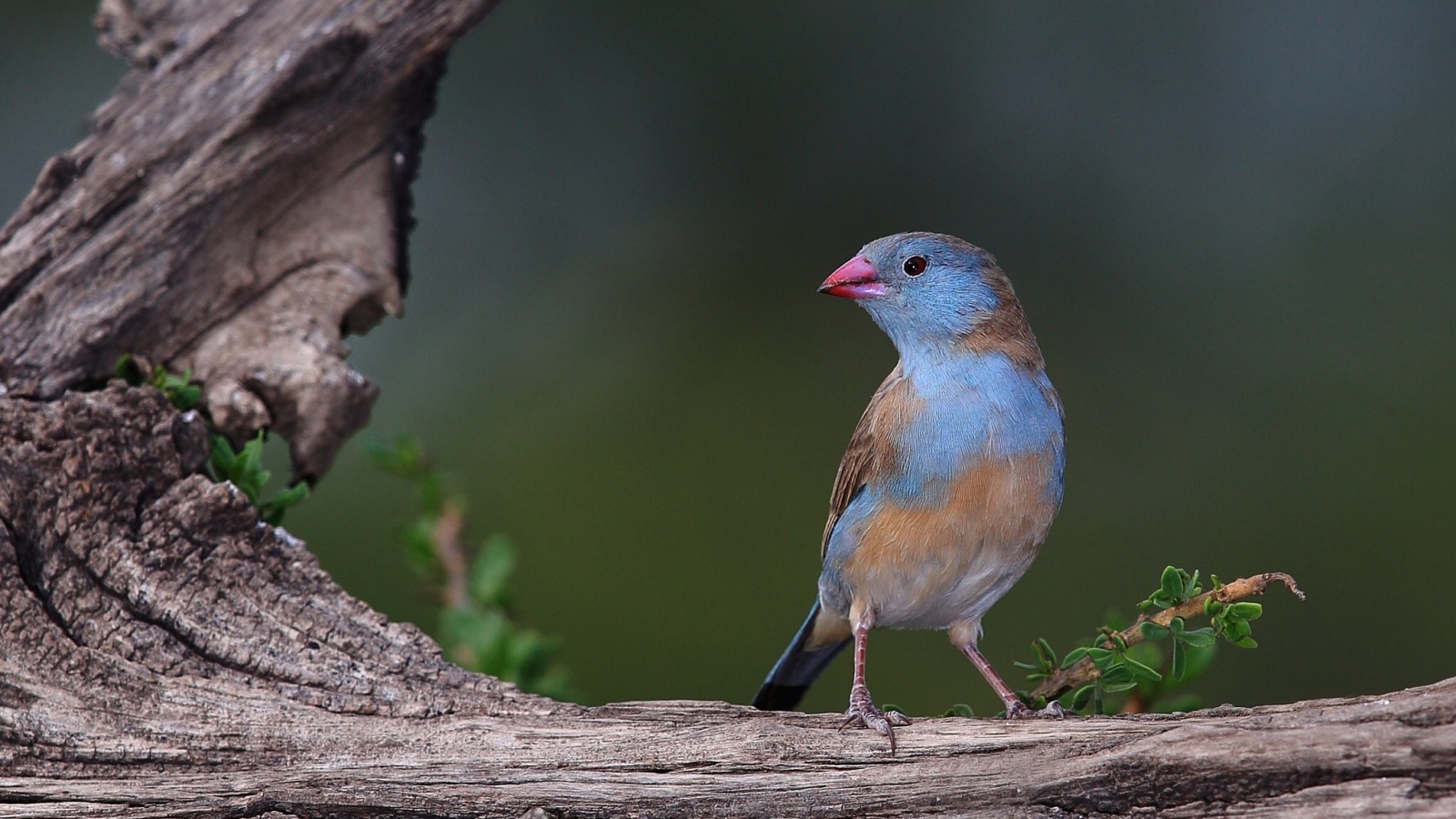 Птица с голубыми перьями на дереве 
