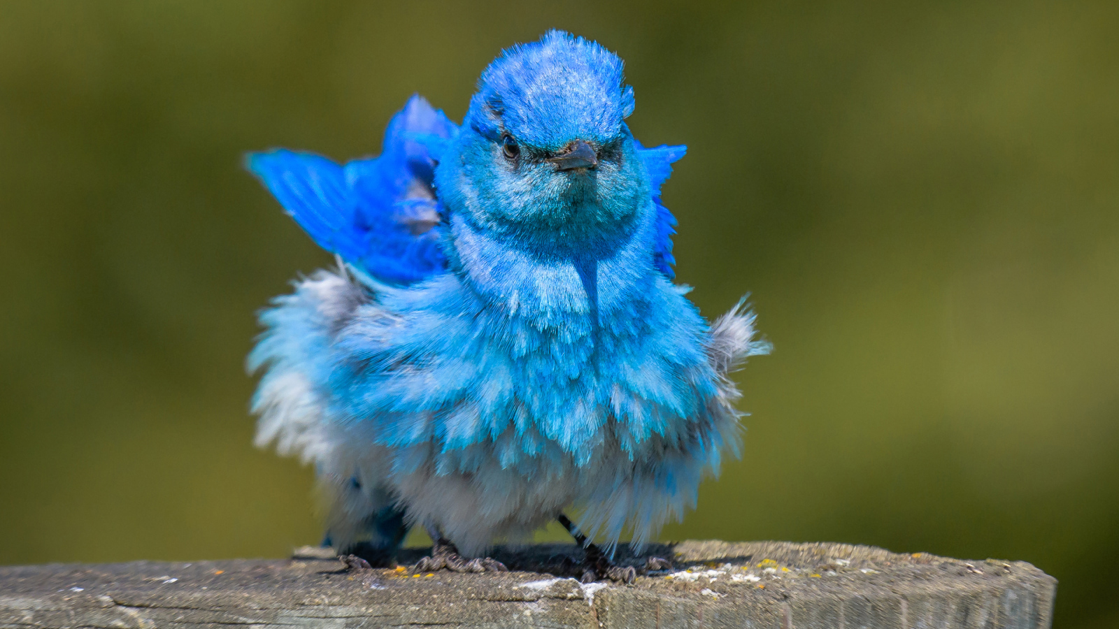 Голубая маленькая птичка Сиалия 