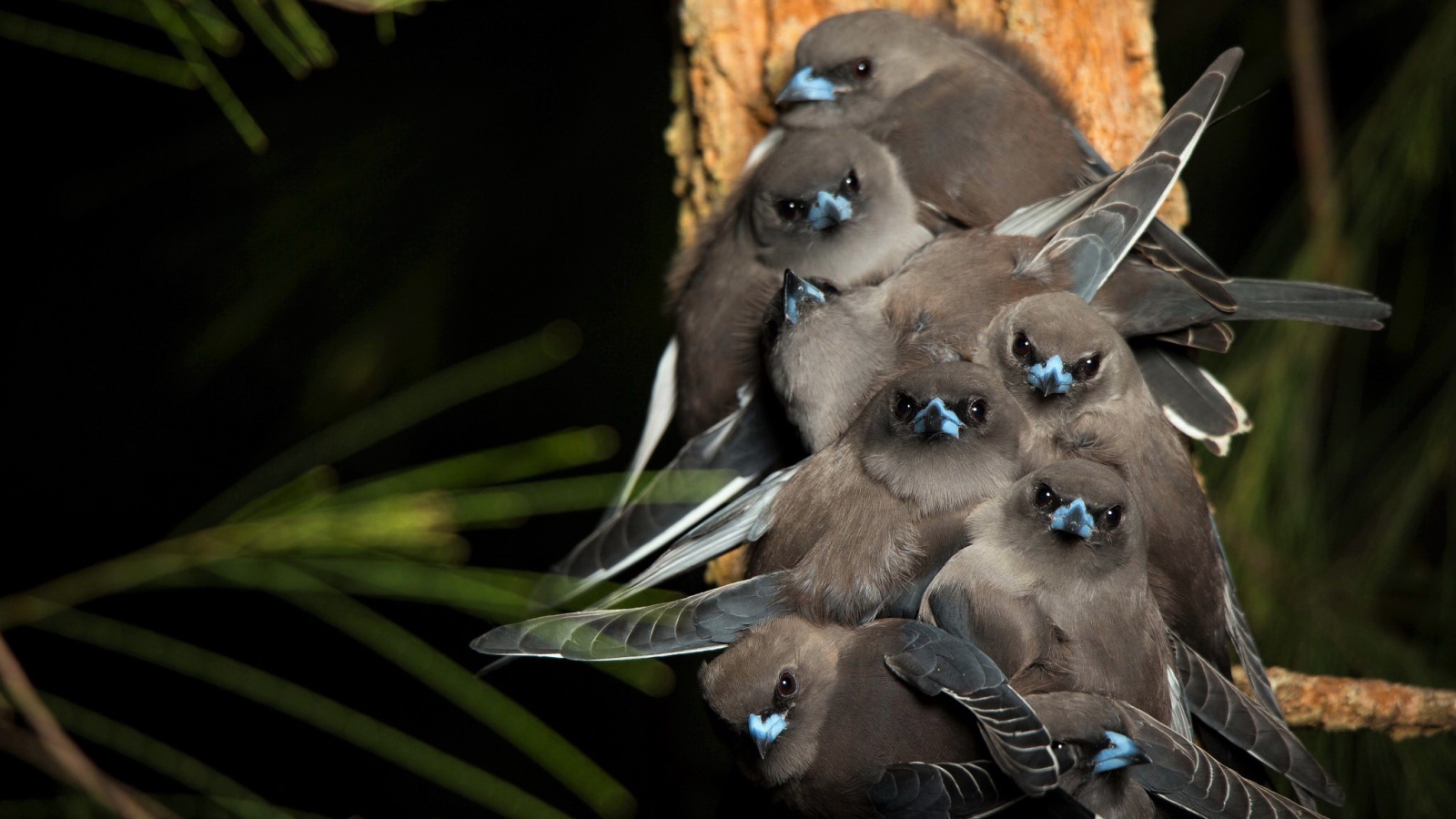 Маленькие птички породы Серый юнко сидят на ветке