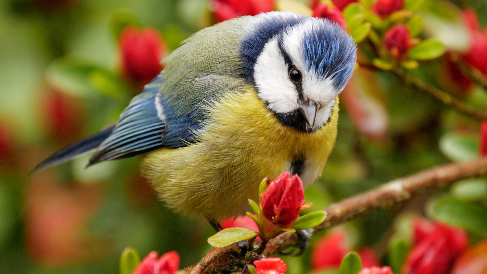 Маленькая синица сидит на ветке цветущего дерева 