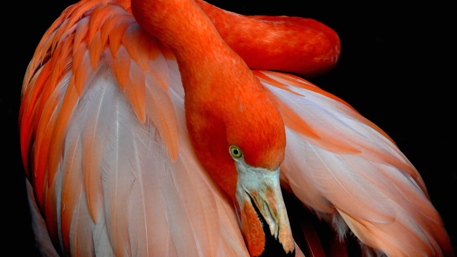 Розовый фламинго прячет голову под крыло 