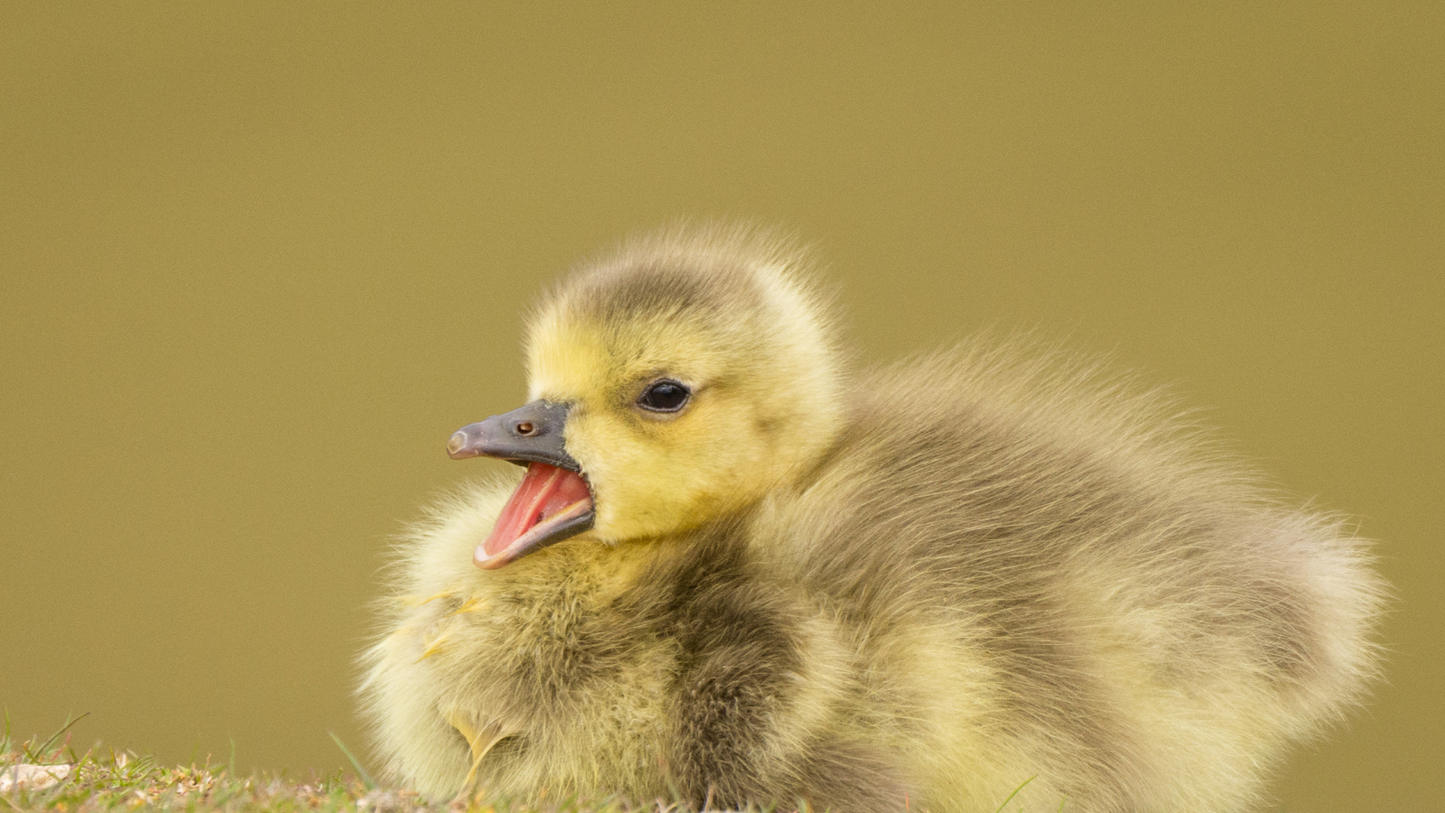 Маленький утенок с открытым клювом