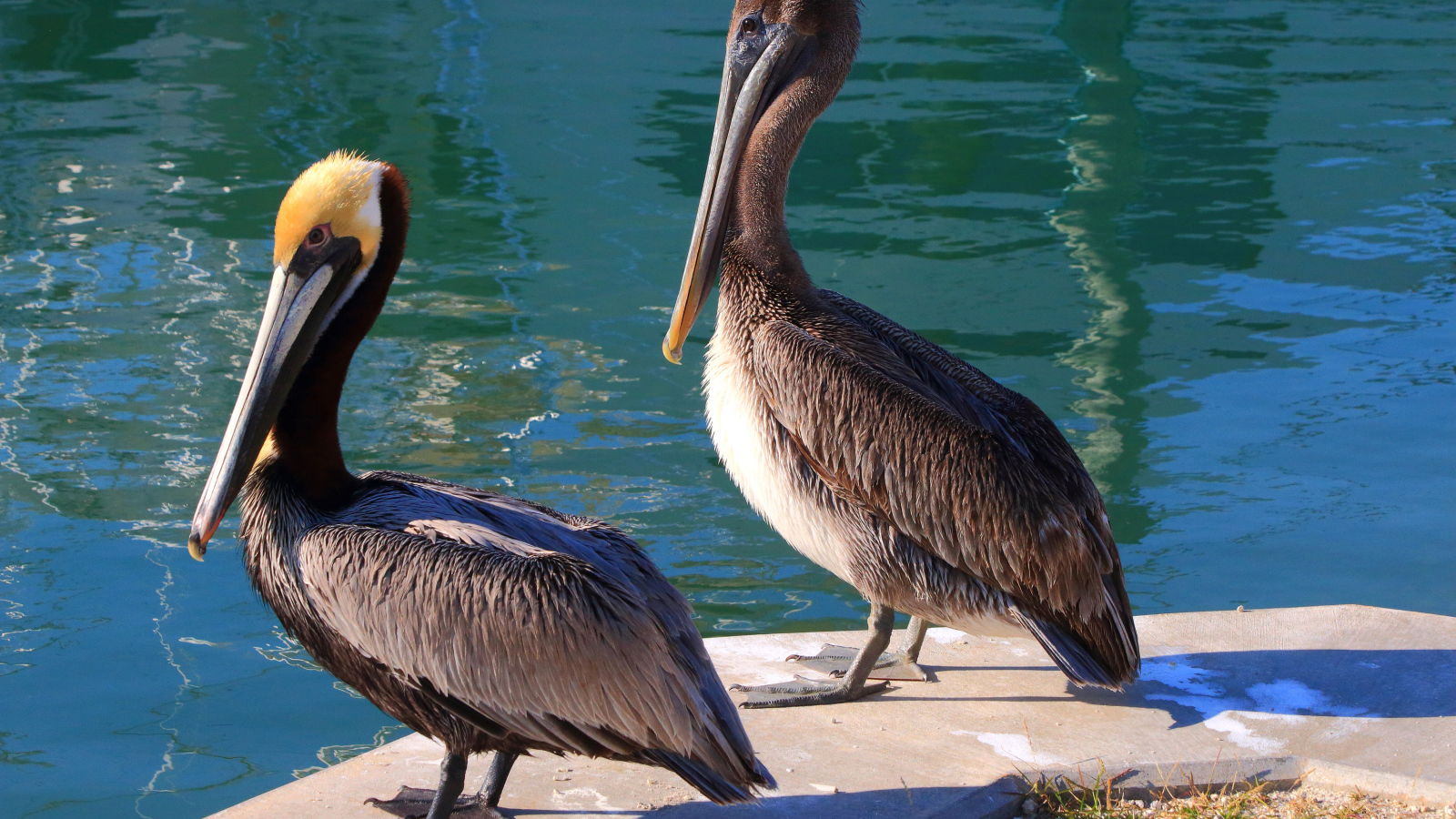Два больших серых пеликана стоят у воды
