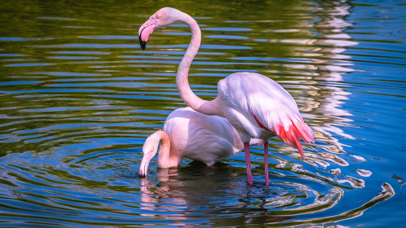 Два розовых фламинго купаются в воде