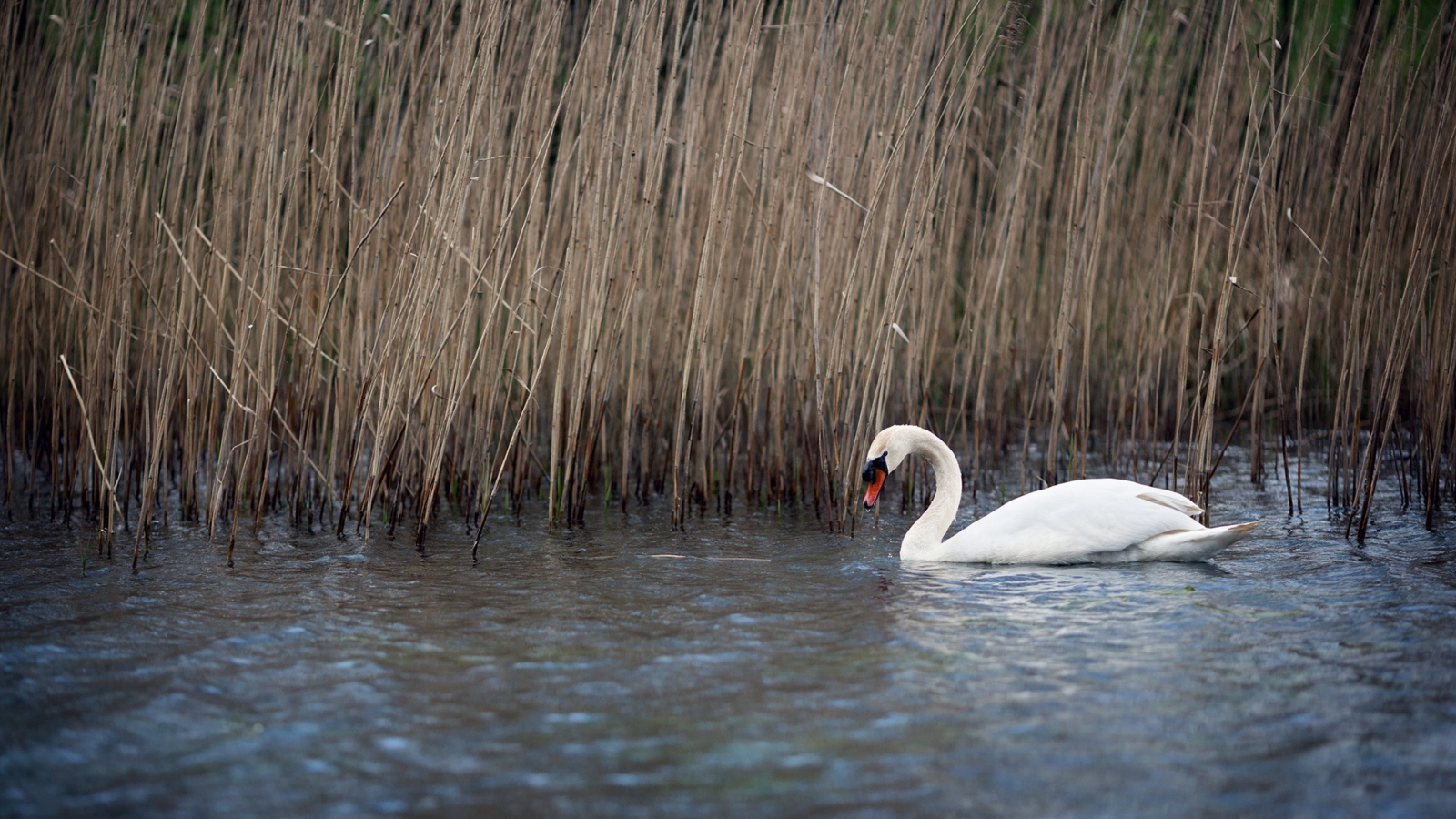Белый красивый лебедь в воде у сухого камыша 