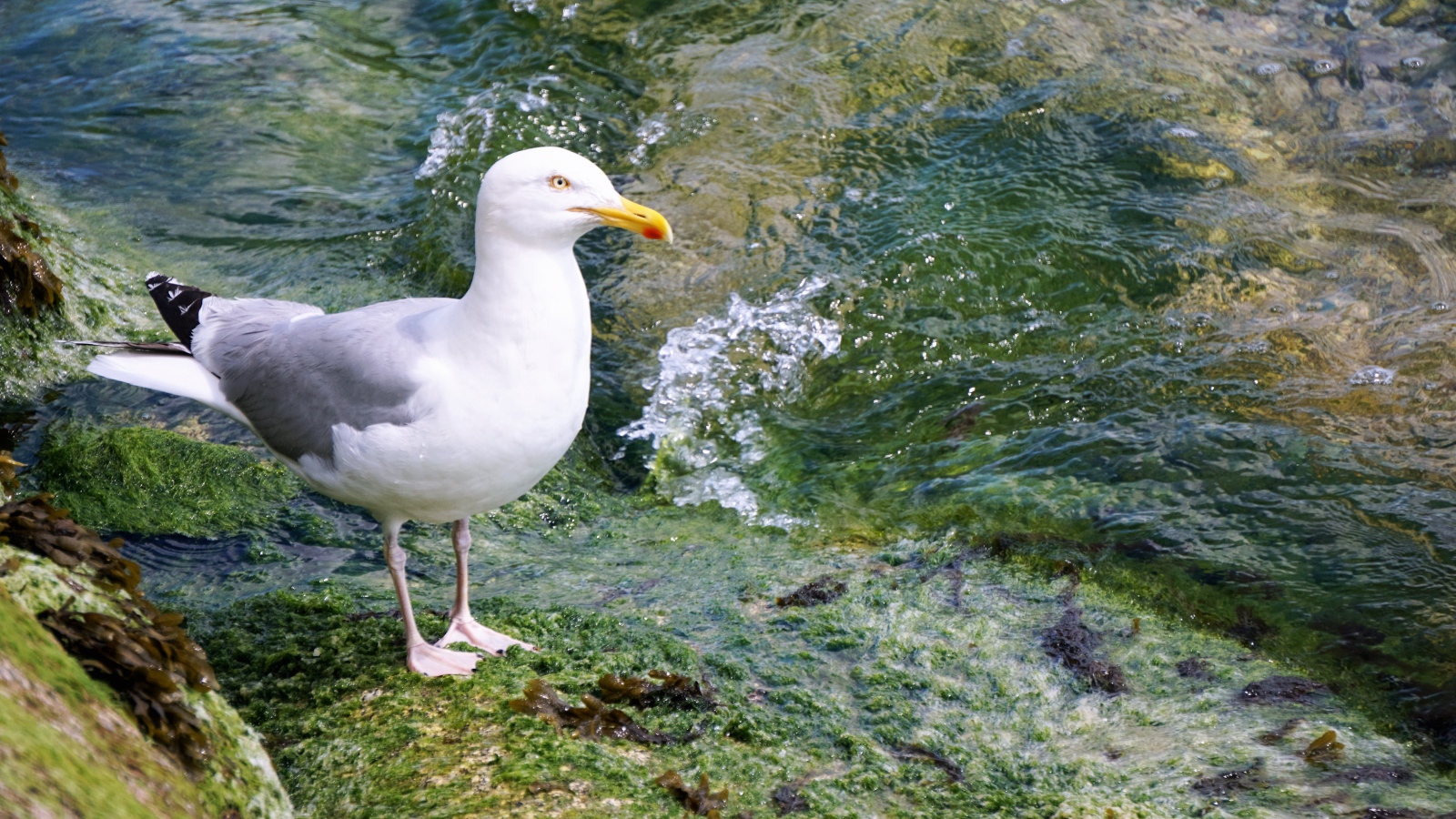 Белая чайка стоит на камне у воды 