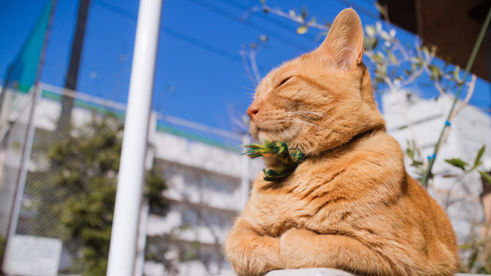 Красивый рыжий кот греется на солнце