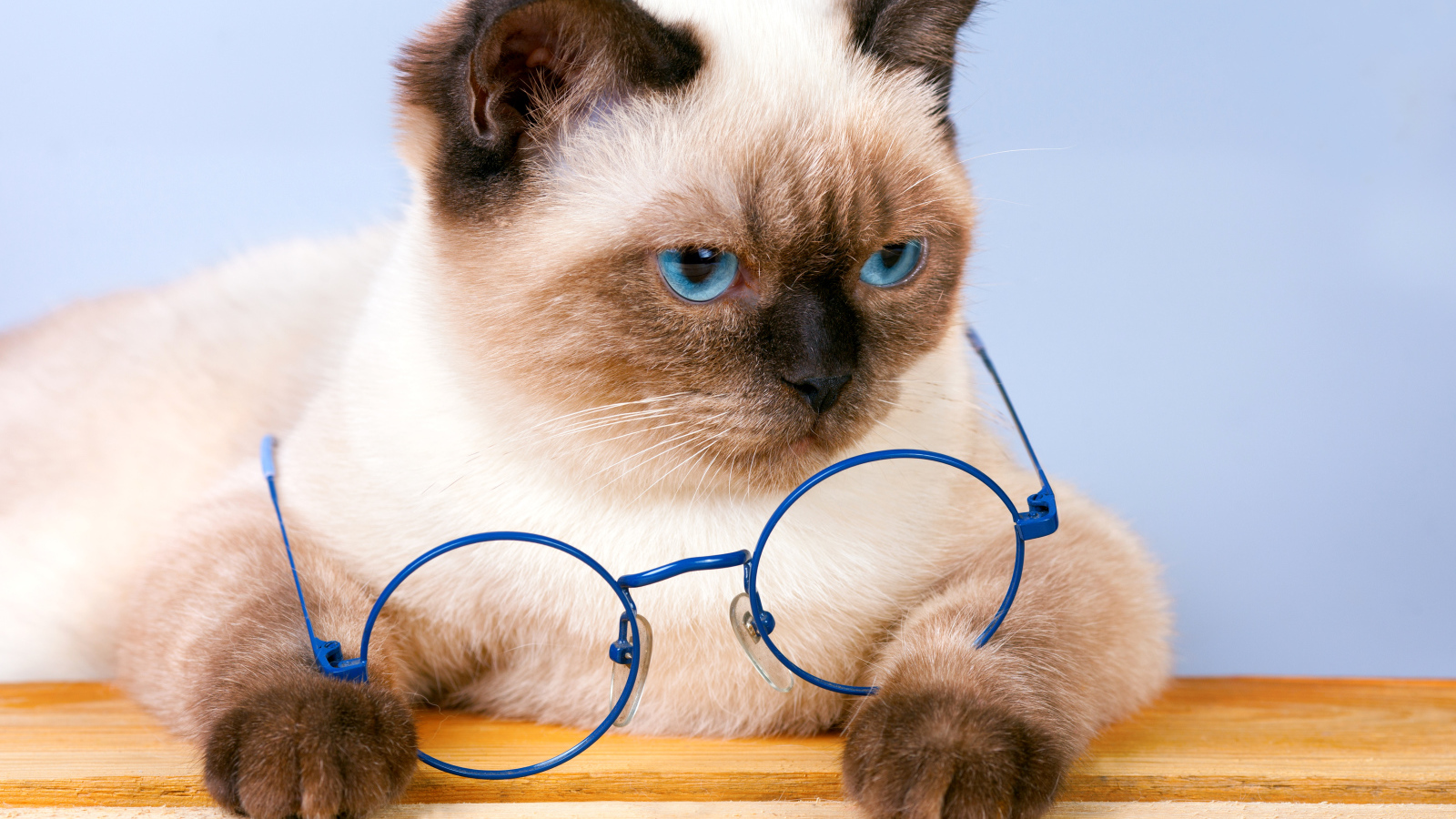 Красивый сиамский кот с синими очками