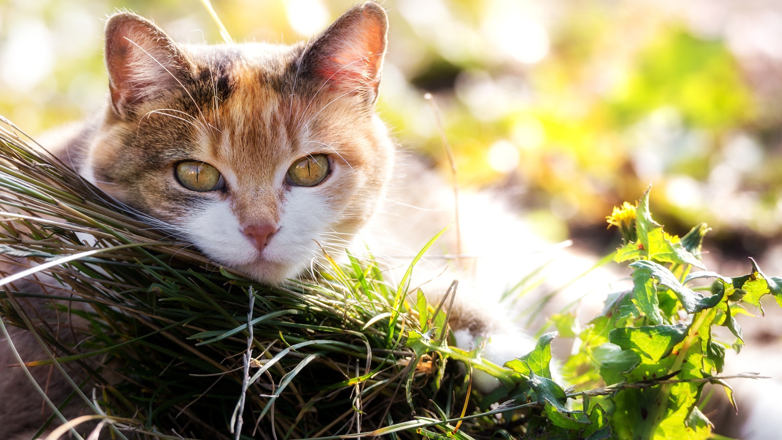 Красивая кошка с выразительным взглядом лежит на траве