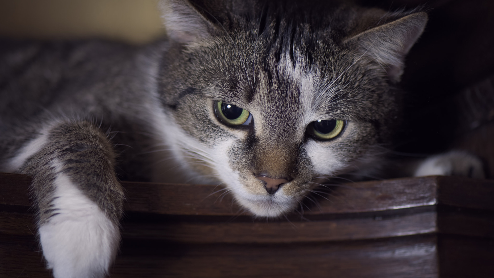 Красивый кот с зелеными глазами крупным планом