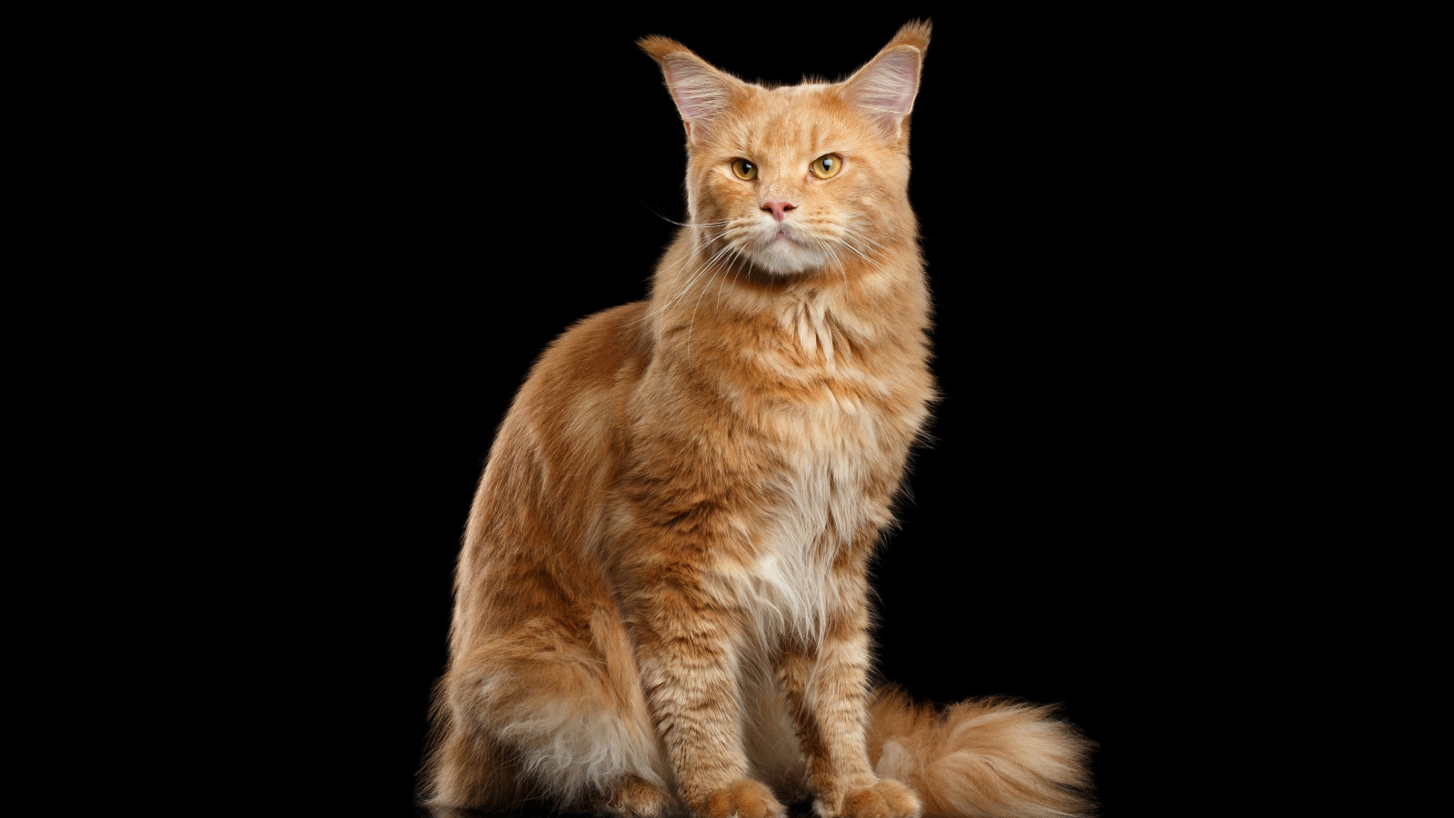 Красивый рыжий кот породы мейн-кун на черном фоне
